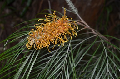 APII jpeg image of Grevillea 'Honey Wonder'  © contact APII