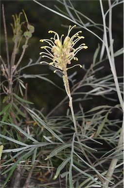 APII jpeg image of Grevillea banksii  © contact APII