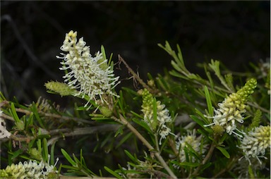 APII jpeg image of Grevillea trachytheca  © contact APII