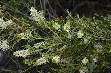 APII jpeg image of Grevillea trachytheca  © contact APII