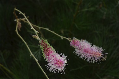 APII jpeg image of Grevillea petrophiloides subsp. magnifica  © contact APII