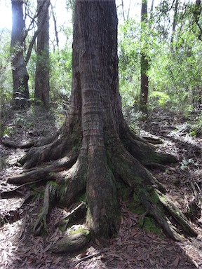 APII jpeg image of Eucalyptus piperita  © contact APII