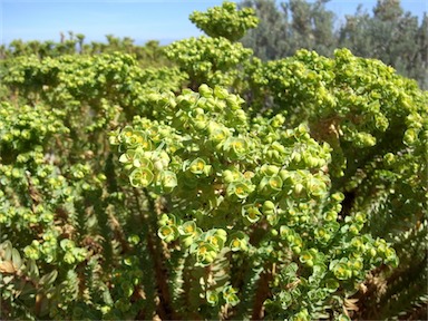 APII jpeg image of Euphorbia paralias  © contact APII