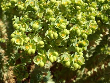 APII jpeg image of Euphorbia paralias  © contact APII