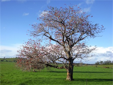 APII jpeg image of Erythrina crista-galli  © contact APII