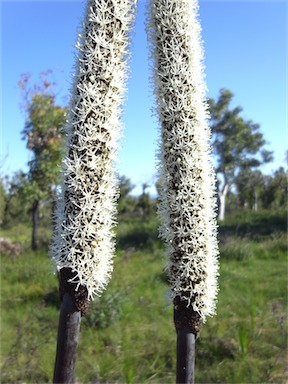 APII jpeg image of Xanthorrhoea latifolia subsp. latifolia  © contact APII