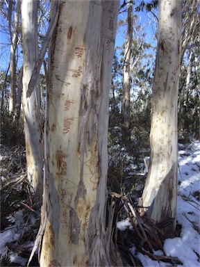 APII jpeg image of Eucalyptus pauciflora  © contact APII