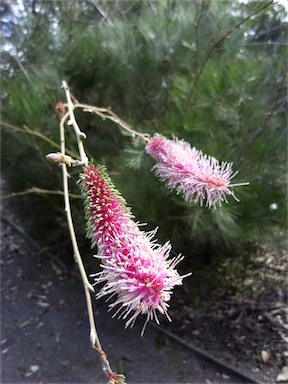 APII jpeg image of Grevillea petrophiloides subsp. magnifica  © contact APII