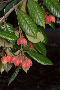 APII jpeg image of Aceratium ferrugineum  © contact APII