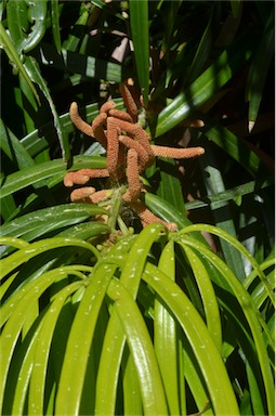 APII jpeg image of Podocarpus grayae  © contact APII