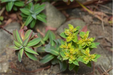 APII jpeg image of Euphorbia oblongata  © contact APII