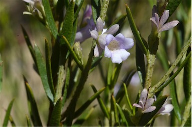 APII jpeg image of Eremophila psilocalyx  © contact APII