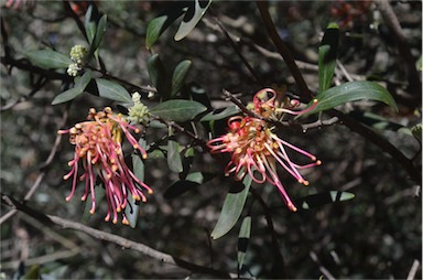 APII jpeg image of Grevillea olivacea  © contact APII