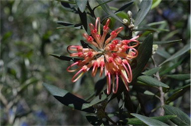 APII jpeg image of Grevillea olivacea  © contact APII