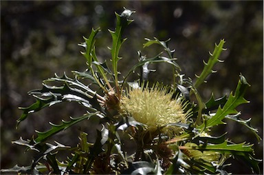 APII jpeg image of Banksia squarrosa  © contact APII