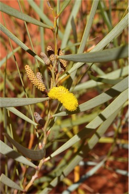 APII jpeg image of Acacia ammobia  © contact APII