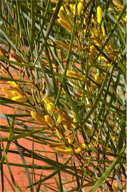 APII jpeg image of Acacia ammobia  © contact APII