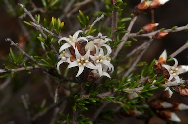 APII jpeg image of Cryptandra speciosa subsp. speciosa  © contact APII