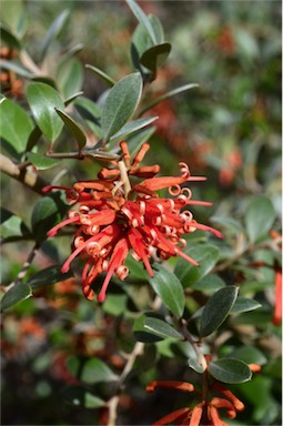 APII jpeg image of Grevillea phillipsiana  © contact APII