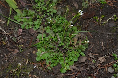 APII jpeg image of Cardamine hirsuta  © contact APII