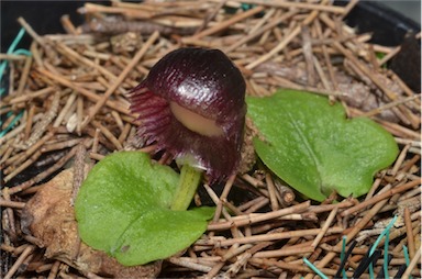 APII jpeg image of Corybas dilatatus  © contact APII