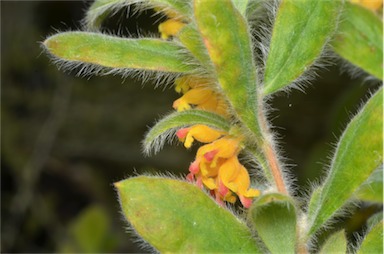 APII jpeg image of Grevillea centristigma  © contact APII