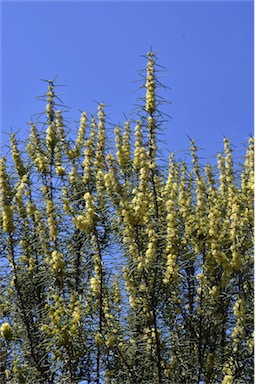 APII jpeg image of Hakea recurva subsp. recurva  © contact APII