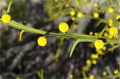 APII jpeg image of Acacia trigonophylla  © contact APII