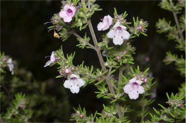 APII jpeg image of Prostanthera stenophylla  © contact APII