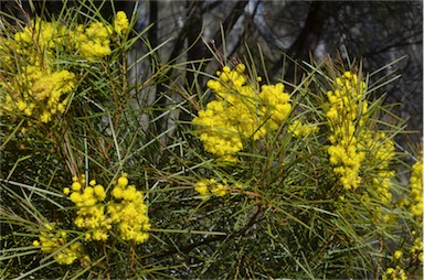 APII jpeg image of Acacia subulata  © contact APII