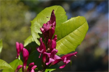 APII jpeg image of Graptophyllum ilicifolium  © contact APII