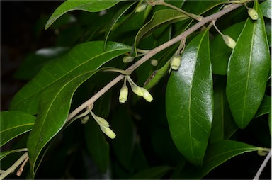 APII jpeg image of Planchonella myrsinifolia  © contact APII