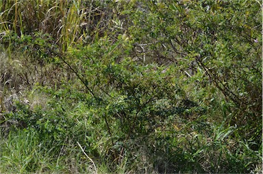 APII jpeg image of Indigofera australis  © contact APII