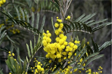 APII jpeg image of Acacia filicifolia  © contact APII