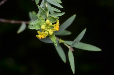 APII jpeg image of Pimelea neo-anglica  © contact APII