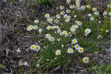 APII jpeg image of Rhodanthe anthemoides  © contact APII