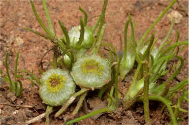 APII jpeg image of Myriocephalus rhizocephalus  © contact APII