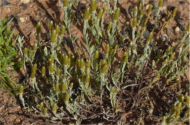 APII jpeg image of Angianthus brachypappus  © contact APII