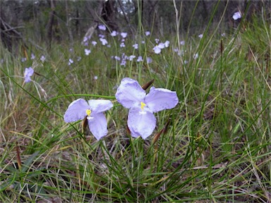 APII jpeg image of Patersonia glabrata  © contact APII