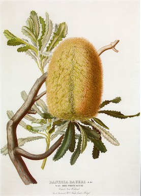 APII jpeg image of Banksia baueri  © contact APII