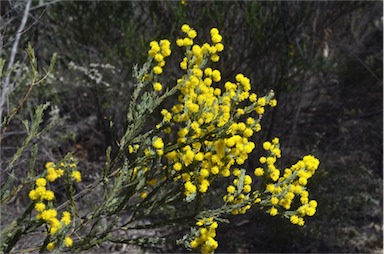 APII jpeg image of Acacia mariae  © contact APII