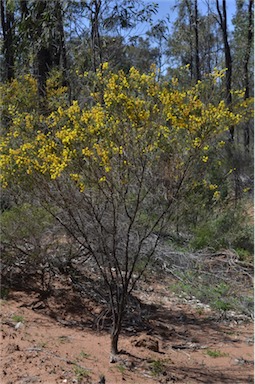 APII jpeg image of Acacia mariae  © contact APII