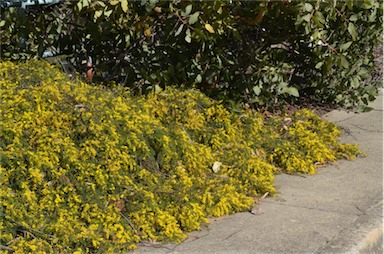 APII jpeg image of Acacia cardiophylla 'Gold Lace'  © contact APII