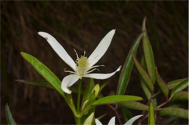 APII jpeg image of Clematis 'Southern Stars'  © contact APII