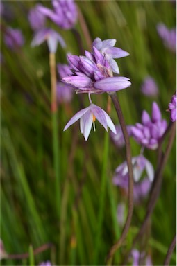 APII jpeg image of Sowerbaea 'Wonder Grass'  © contact APII