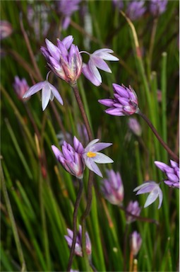 APII jpeg image of Sowerbaea 'Wonder Grass'  © contact APII