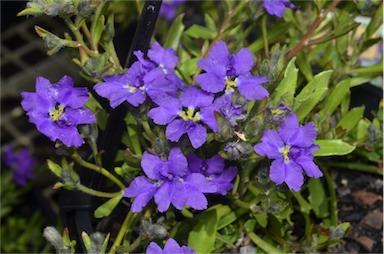 APII jpeg image of Dampiera linearis 'Royal Purple'  © contact APII