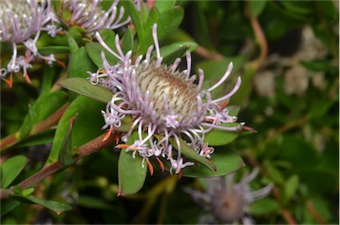 APII jpeg image of Isopogon 'Pink Drumsticks'  © contact APII