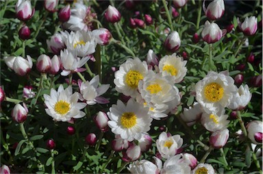 APII jpeg image of Rhodanthe anthemoides 'Red Paint'  © contact APII