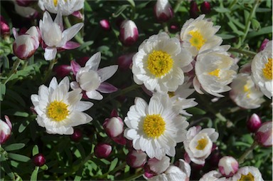 APII jpeg image of Rhodanthe anthemoides 'Red Paint'  © contact APII